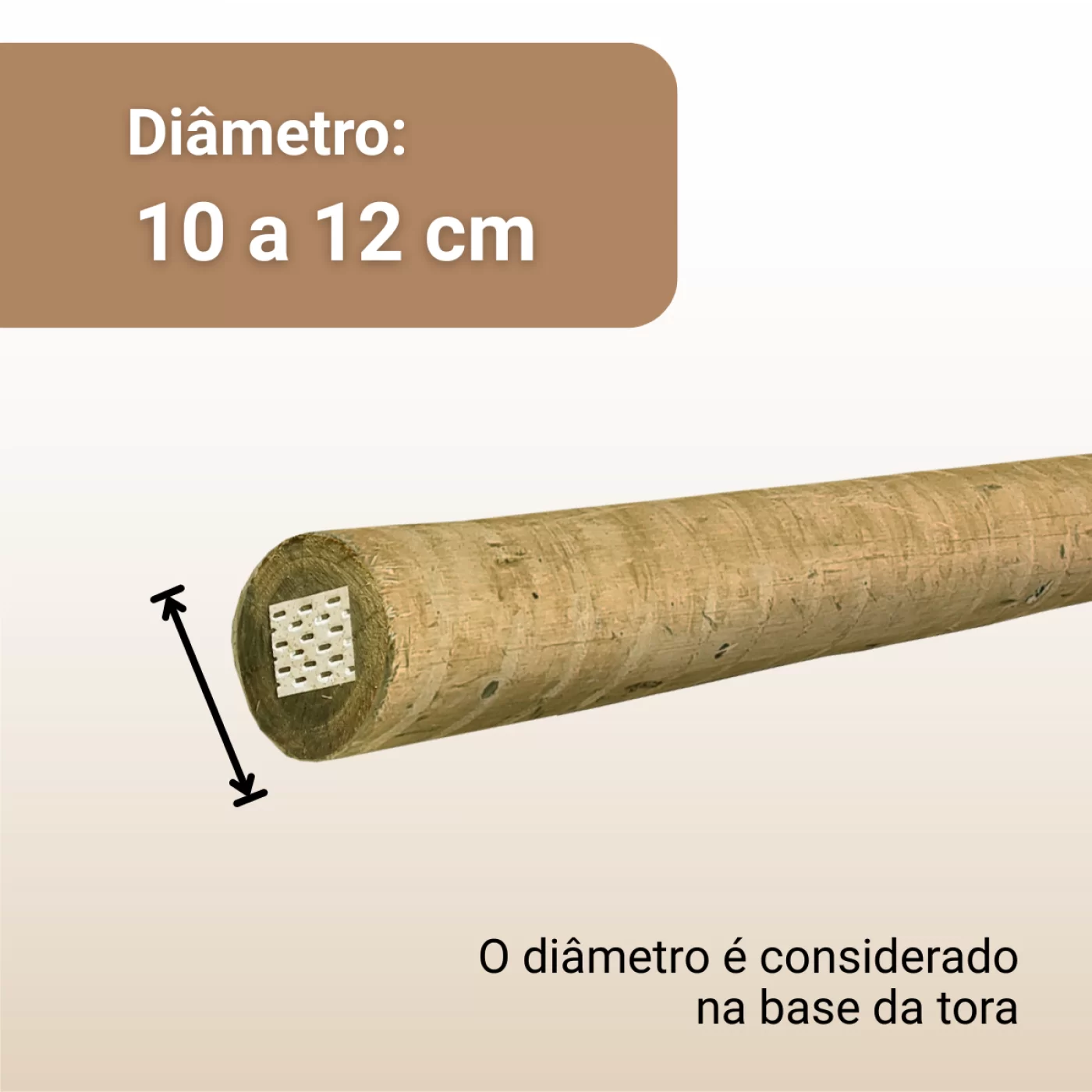 10 a 12 cm de Diâmetro